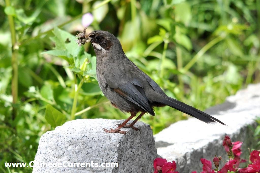 Prince Henry's Laughingthrush - ML125381031