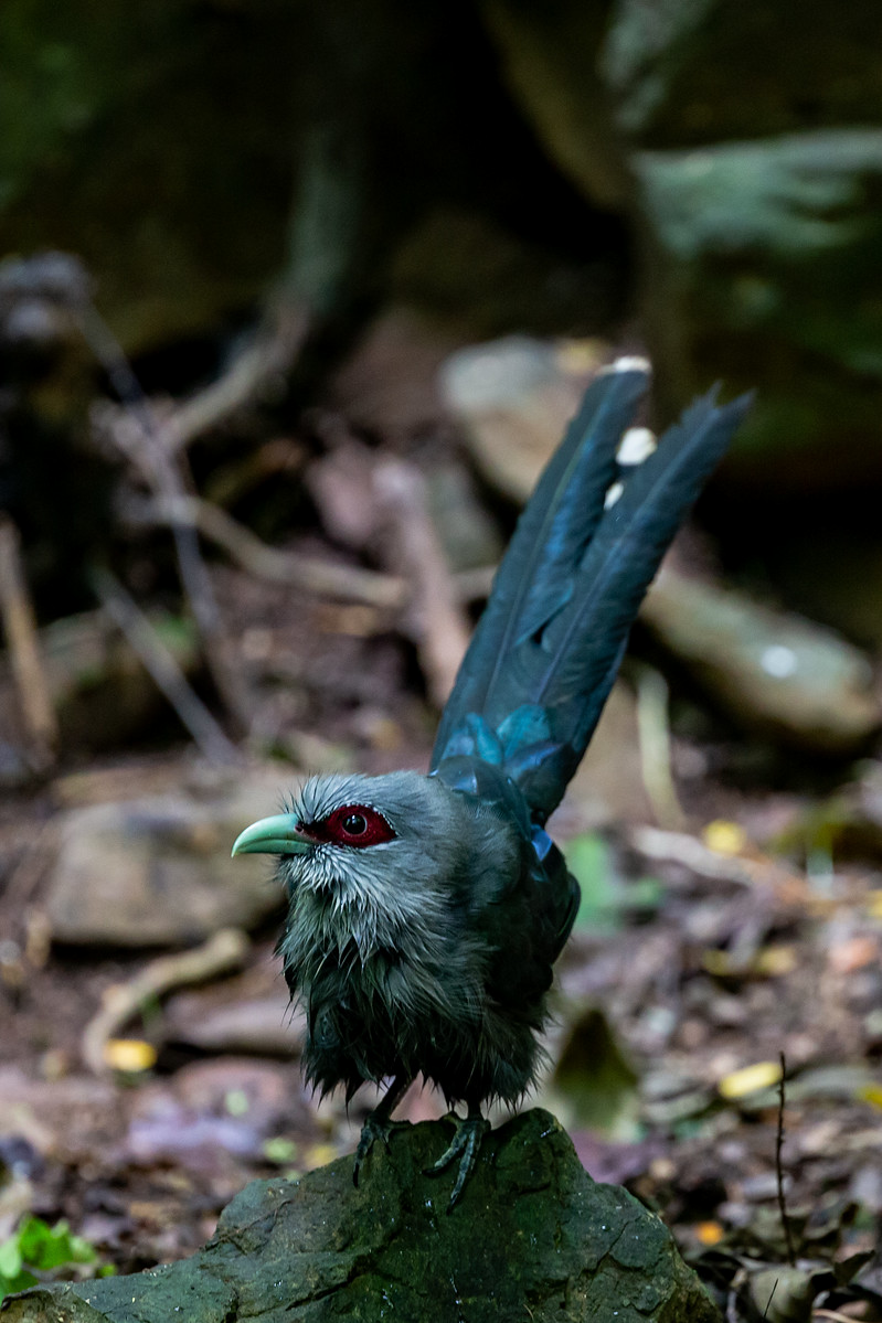 Green-billed Malkoha - ML125381881