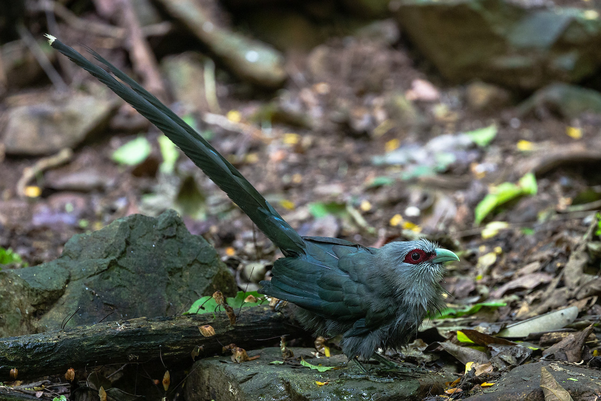 Green-billed Malkoha - ML125381901