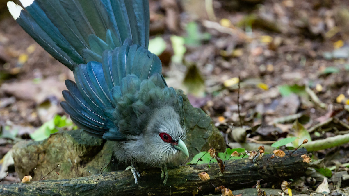 Green-billed Malkoha - ML125381921