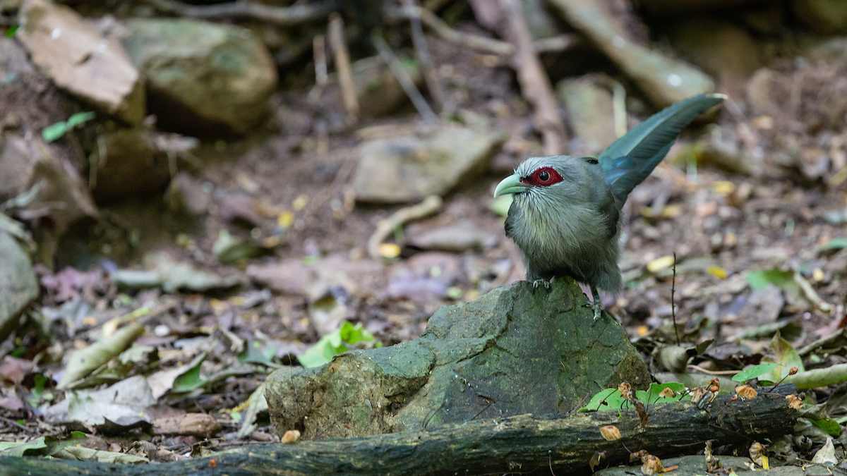 Green-billed Malkoha - ML125381931