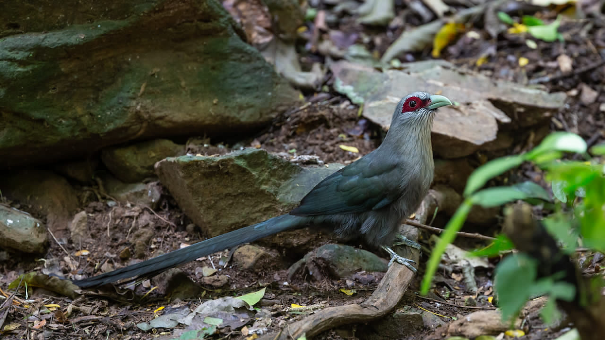 Green-billed Malkoha - ML125381941