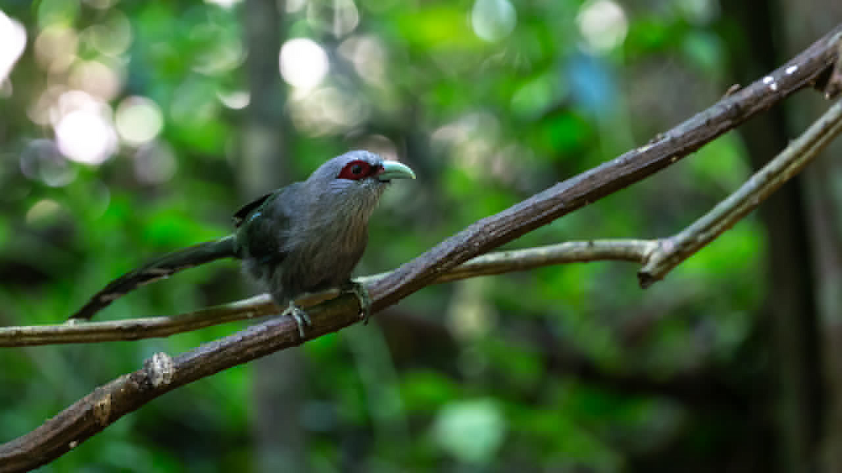 Green-billed Malkoha - Robert Tizard