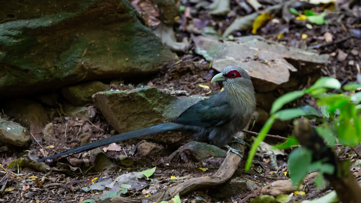 Green-billed Malkoha - ML125381991