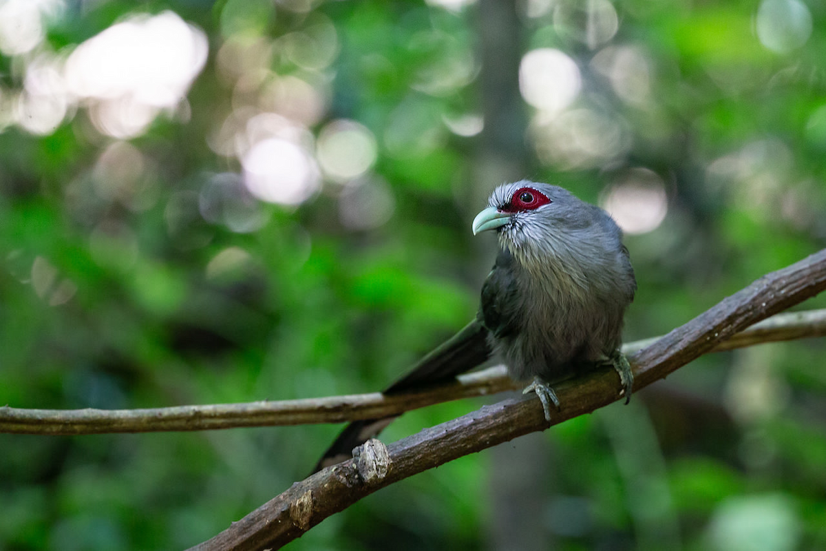 Green-billed Malkoha - ML125382001