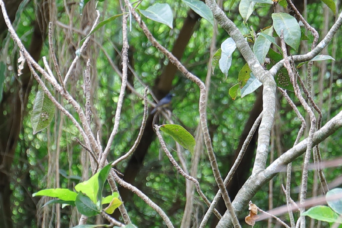 Vanikoro Flycatcher - ML125382121