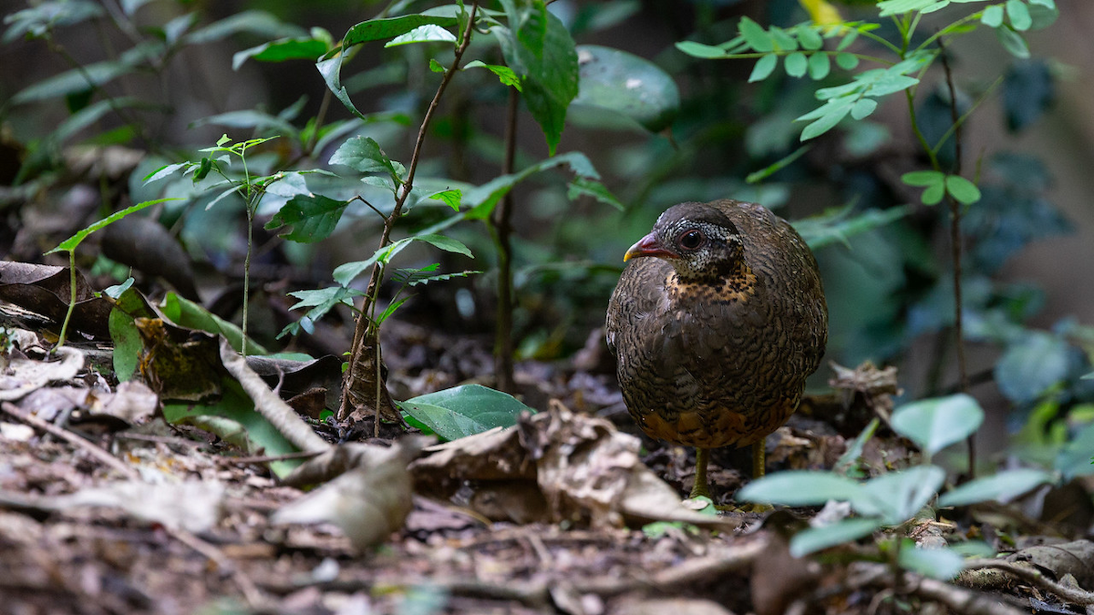 Scaly-breasted Partridge - Robert Tizard