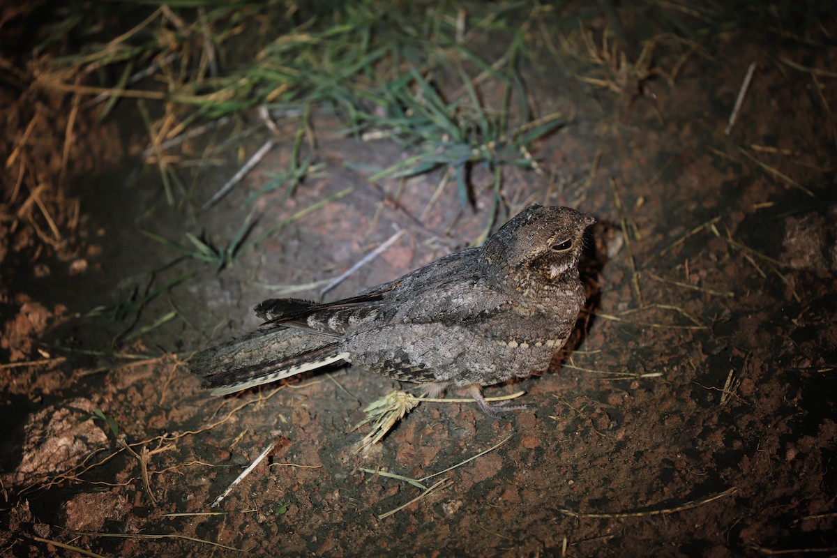 Slender-tailed Nightjar - ML125382451