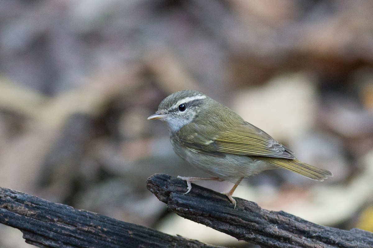 Pale-legged Leaf Warbler - Raphael Lebrun