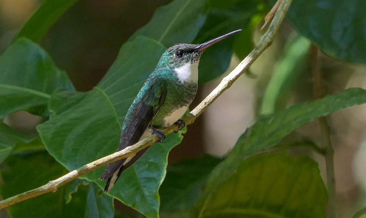 White-throated Hummingbird - ML125391351