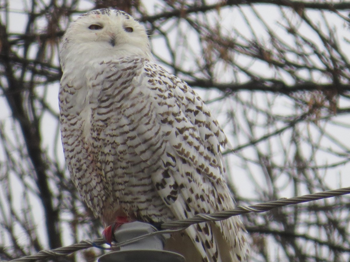 Snowy Owl - ML125391771