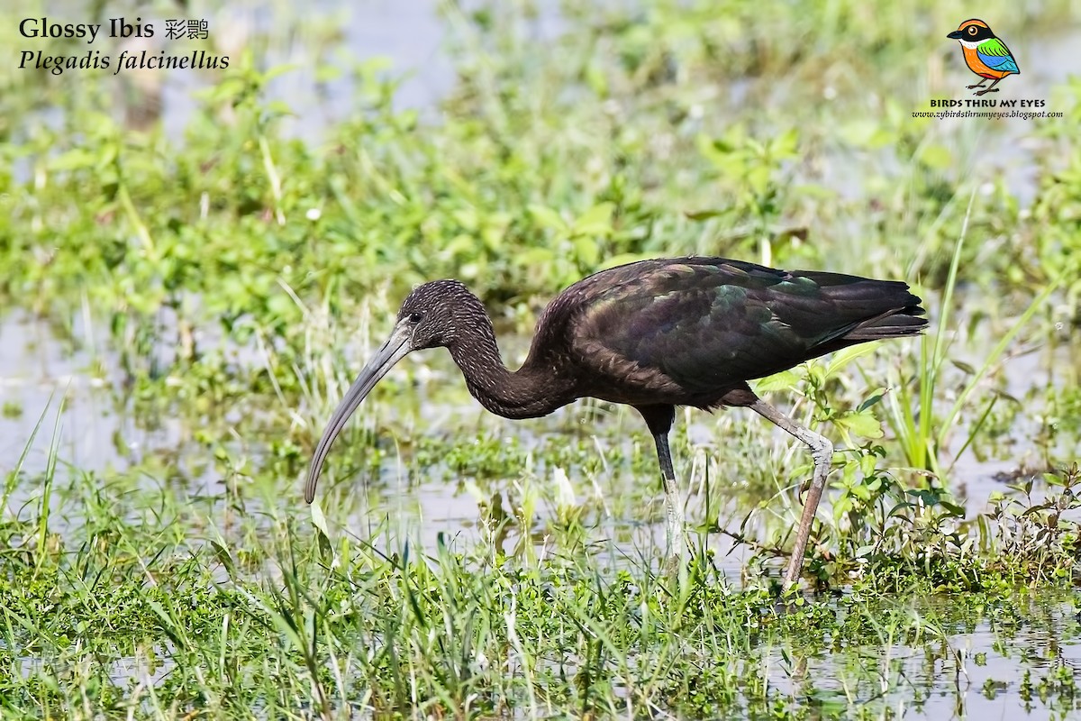 Glossy Ibis - ML125392081