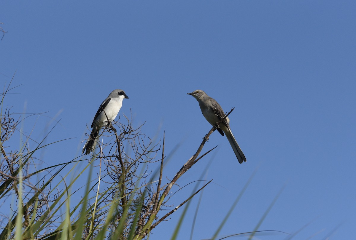 Loggerhead Shrike - ML125393671