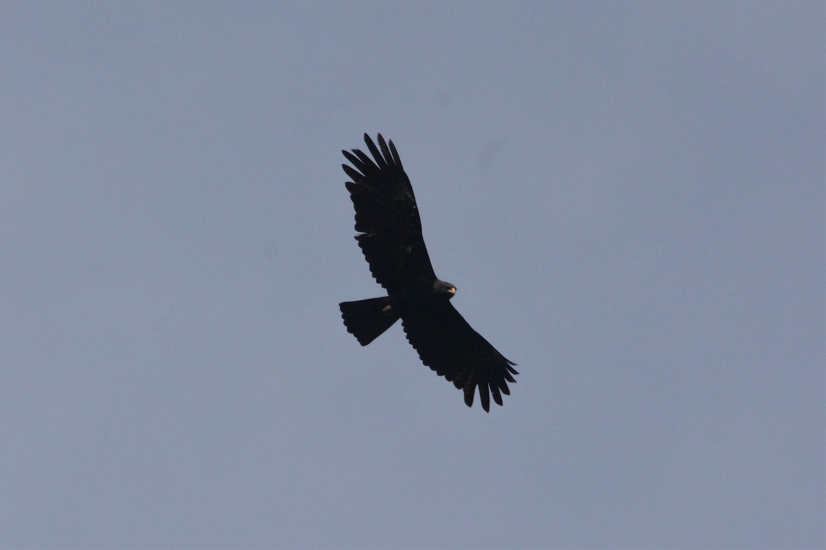 Black Eagle - ML125393761