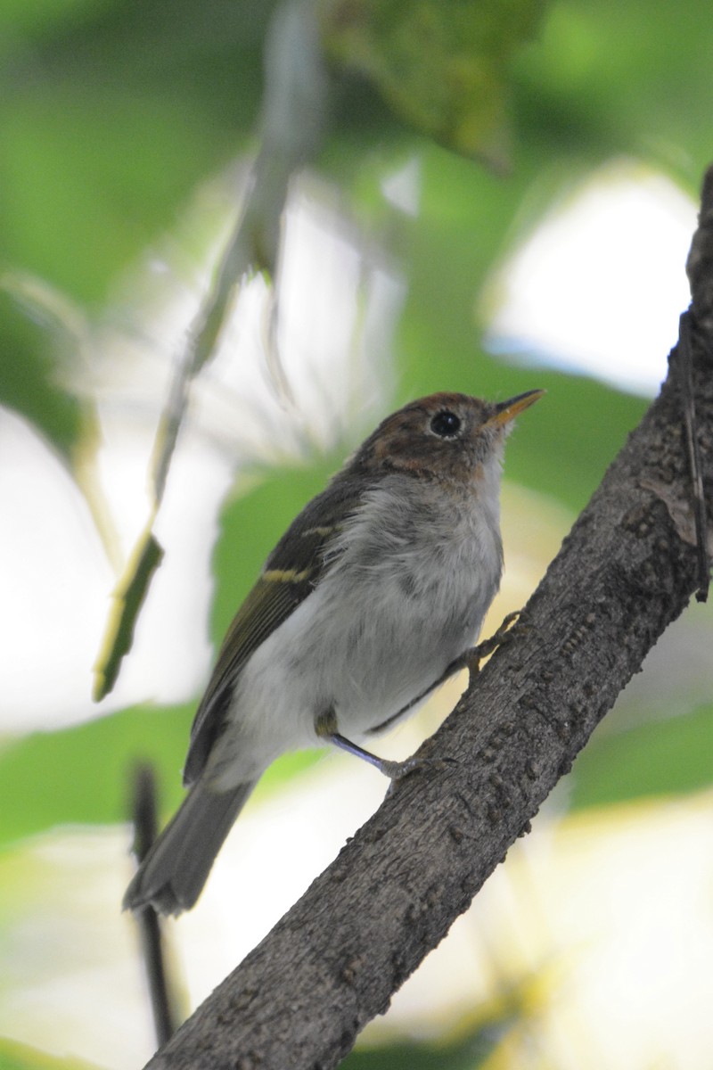 Mosquitero de la Sonda - ML125394381