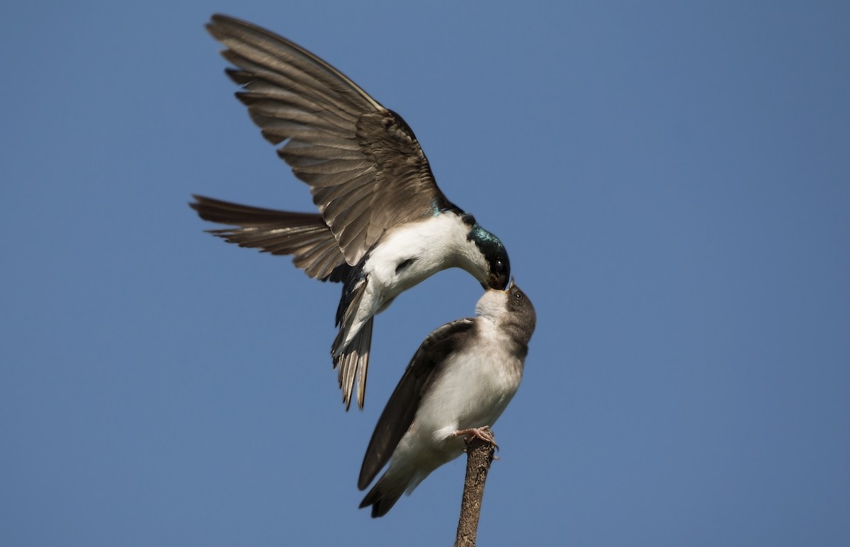 Tree Swallow - ML125394671