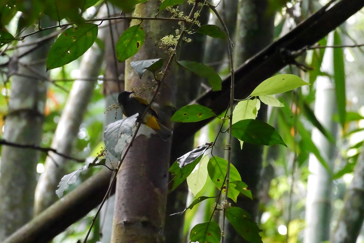 Gray-bellied Bulbul - ML125394841