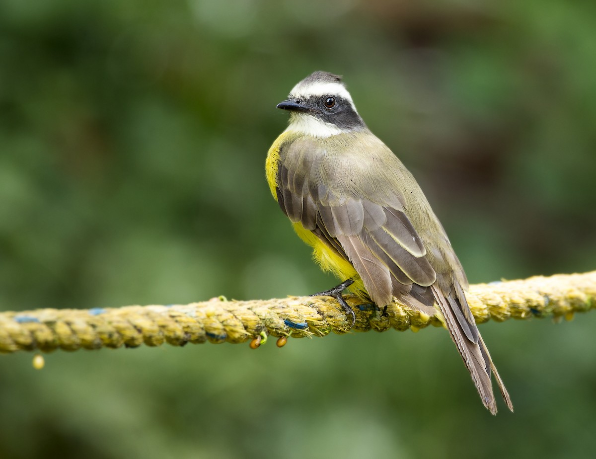 Social Flycatcher - ML125396081