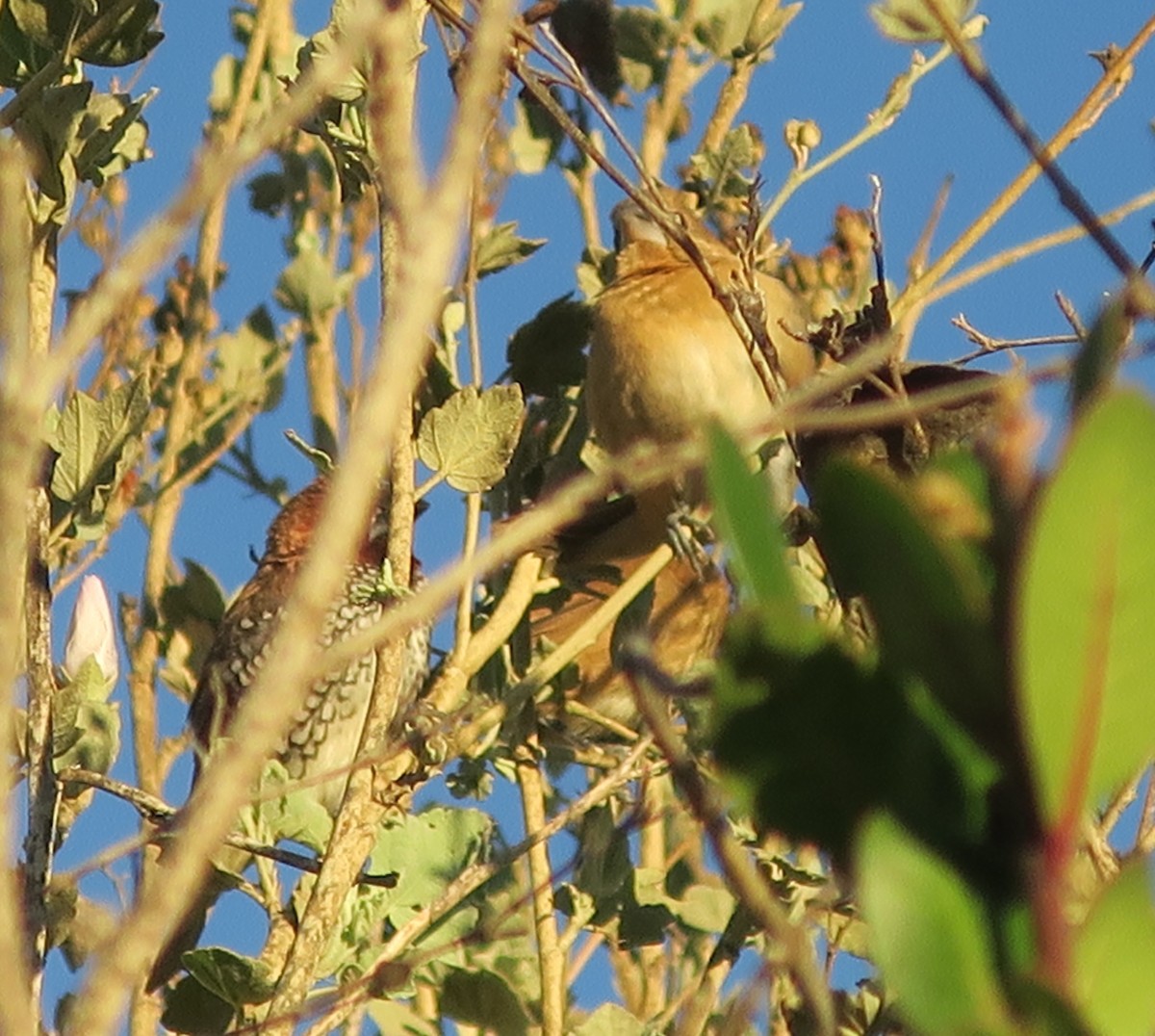 Scaly-breasted Munia - ML125396771