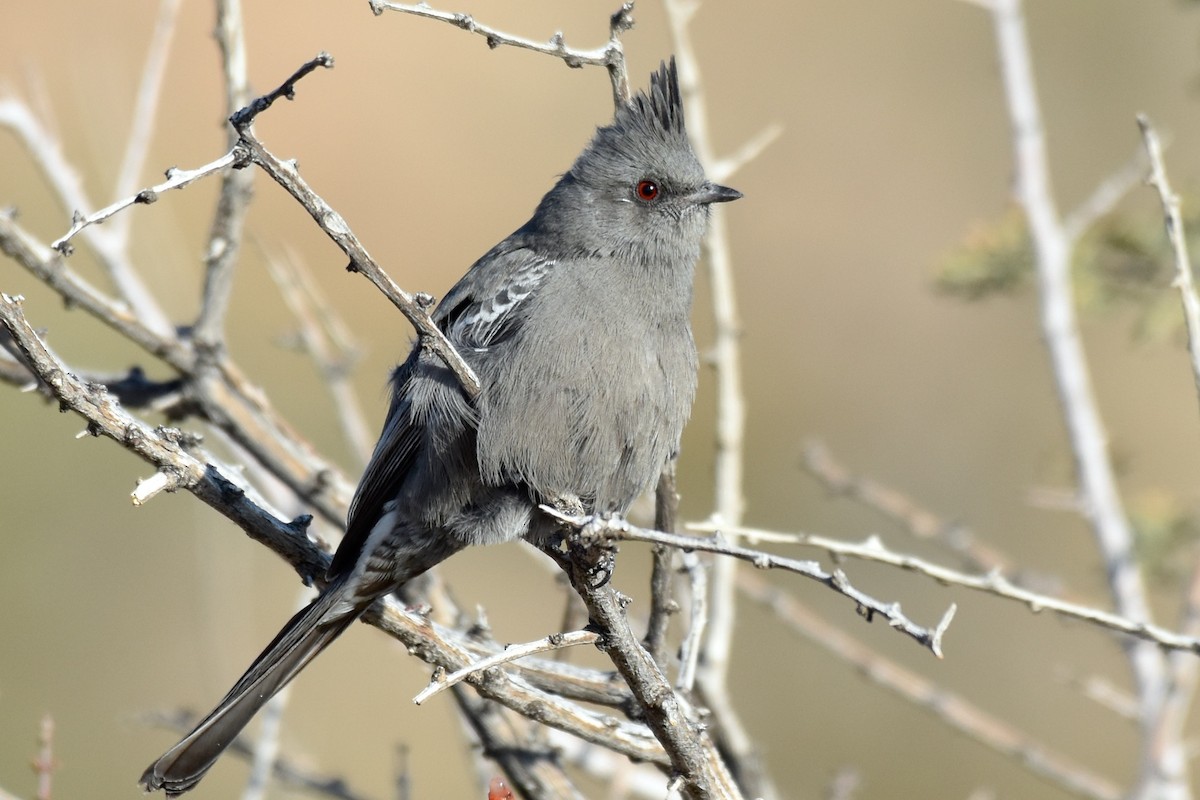 Phainopepla - ML125398261