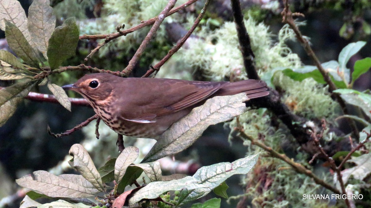 Swainson's Thrush - ML125398441