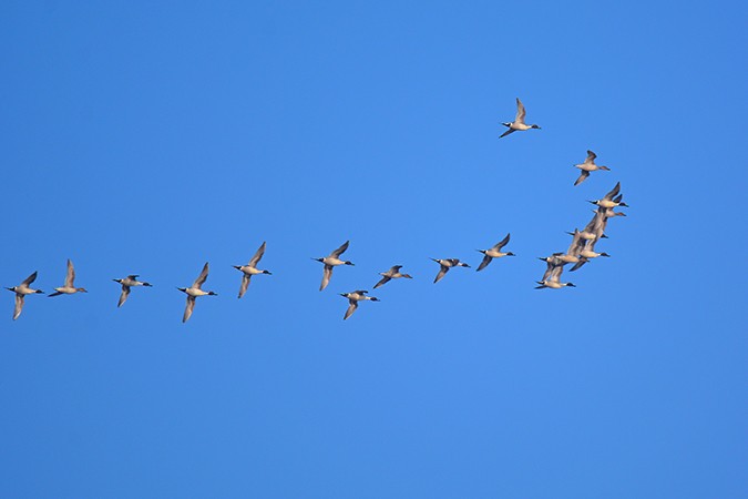 Northern Pintail - Guido Bennen