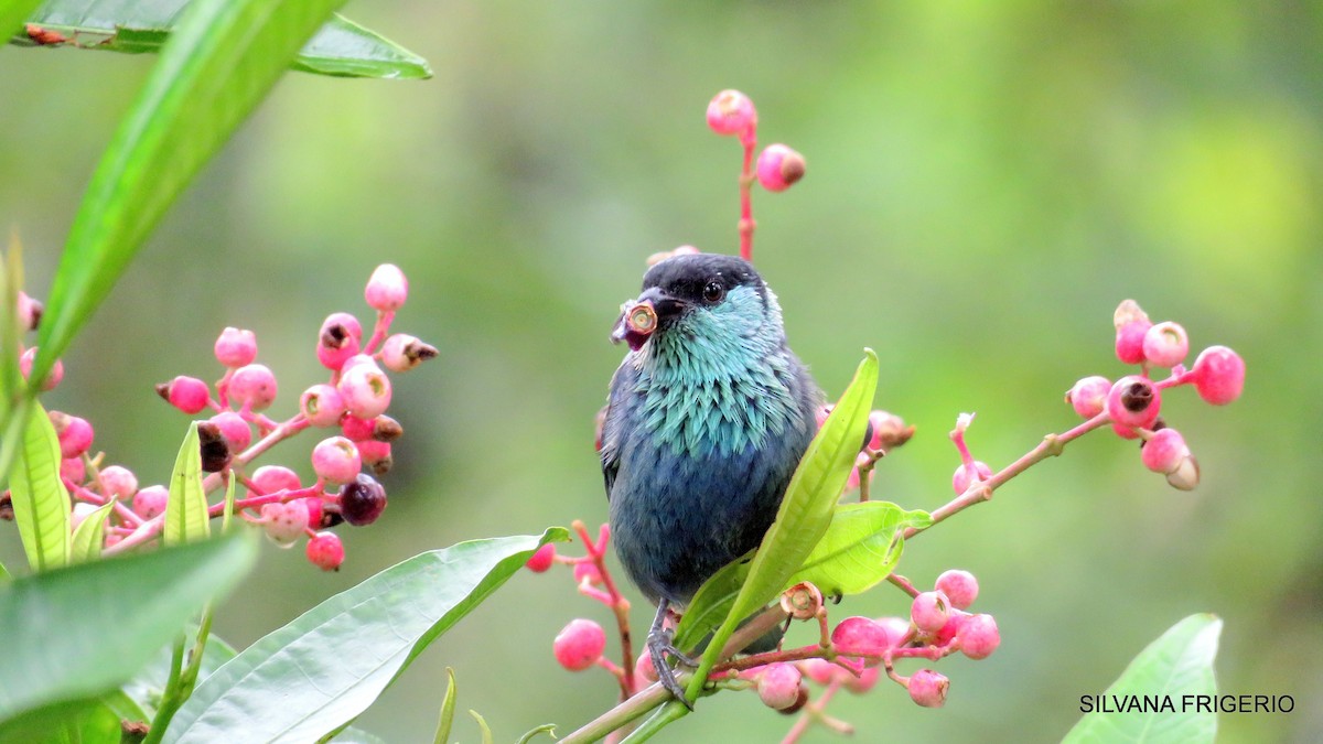 Black-capped Tanager - Silvana Frigerio