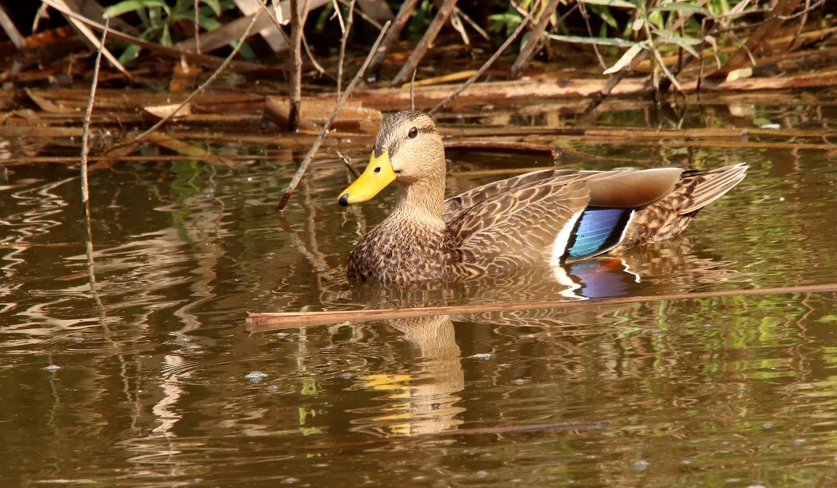 Mexican Duck - ML125399301