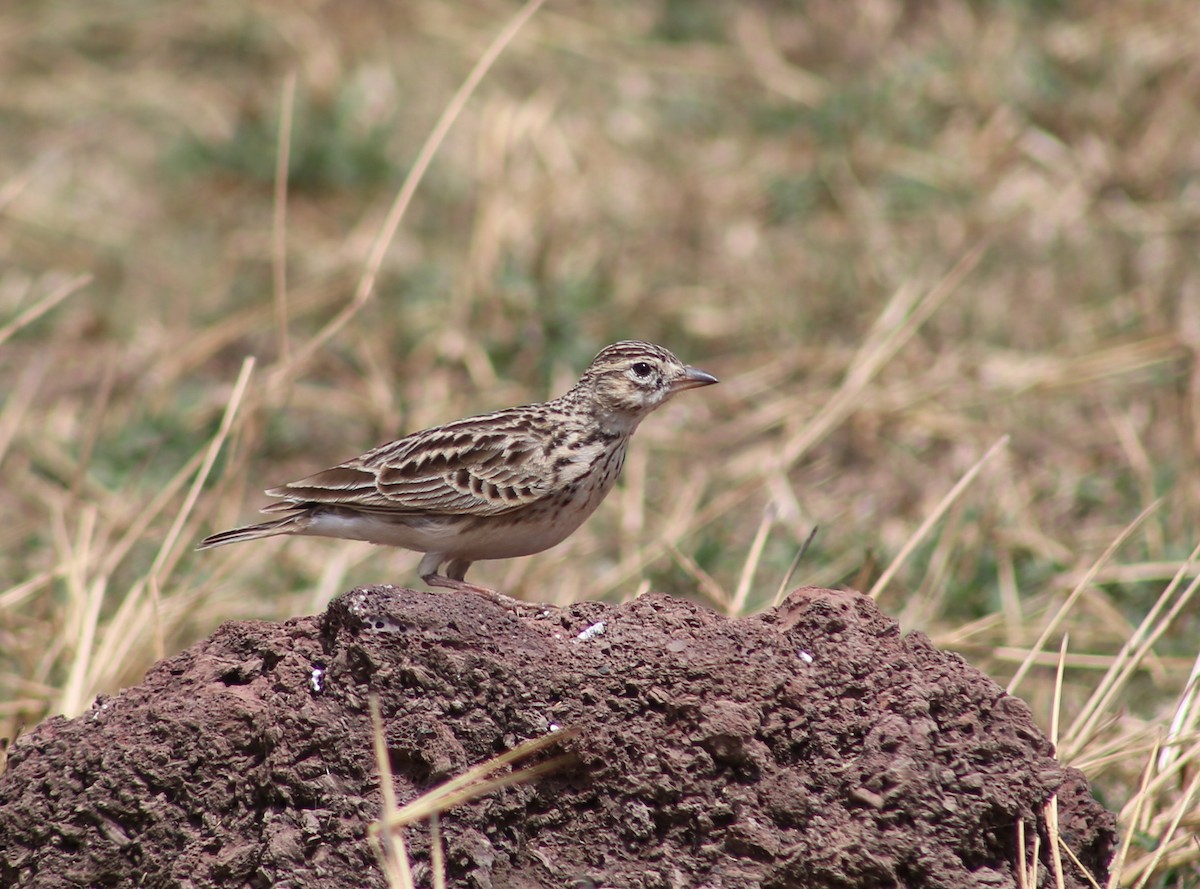 Somali Short-toed Lark (Athi) - Morgan Van Peursem