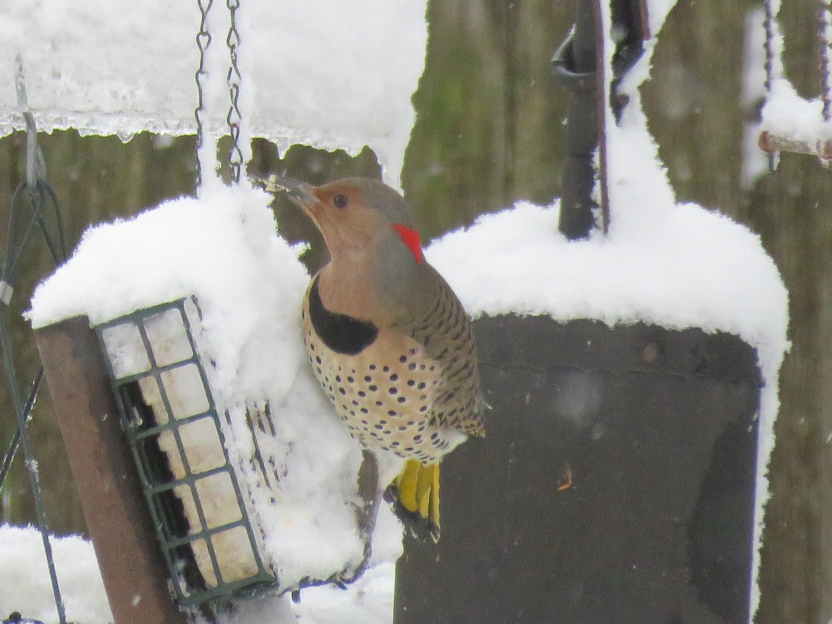 Northern Flicker (Yellow-shafted) - Jim Fuehrmeyer