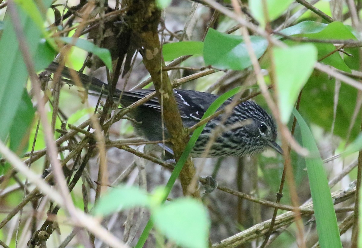 Dusky-tailed Antbird - Charlotte Byers