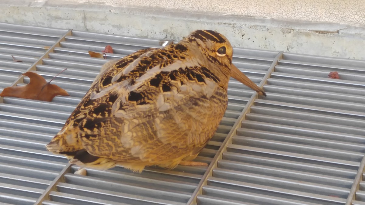 American Woodcock - SUSAN CHADBOURNE