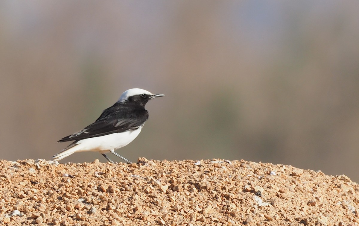 Hooded Wheatear - ML125402051