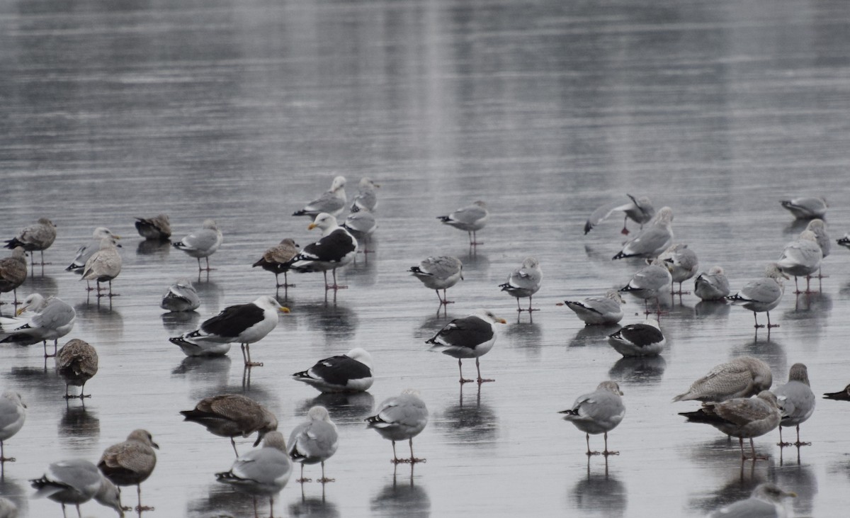 Great Black-backed Gull - ML125402071