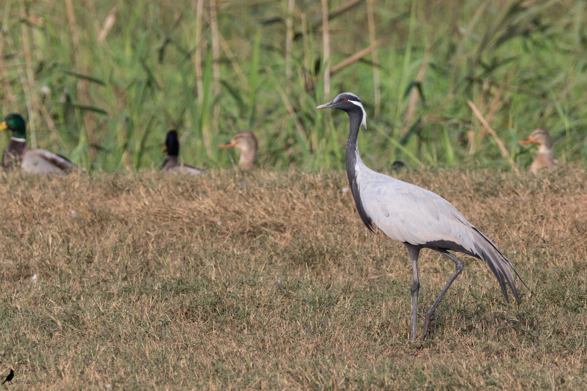 Demoiselle Crane - ML125402991