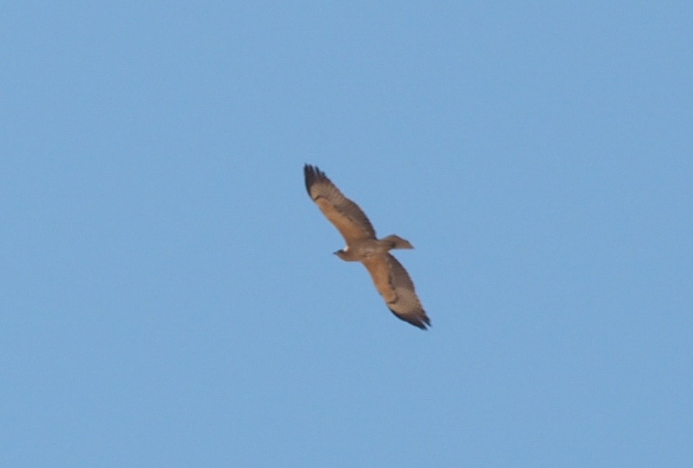 Bonelli's Eagle - ML125404331