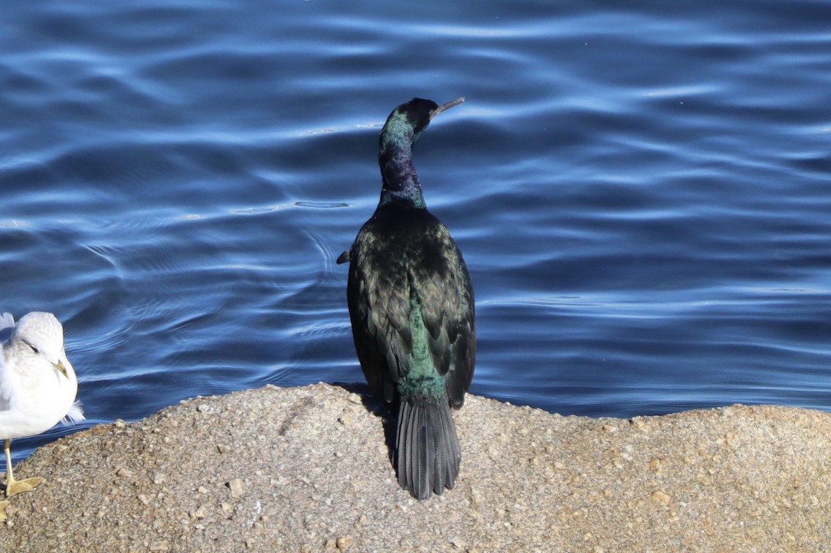 Pelagic Cormorant - Sarah Spotten