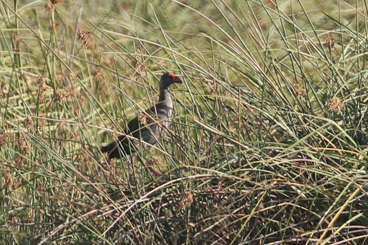 African Swamphen - Charley Hesse TROPICAL BIRDING