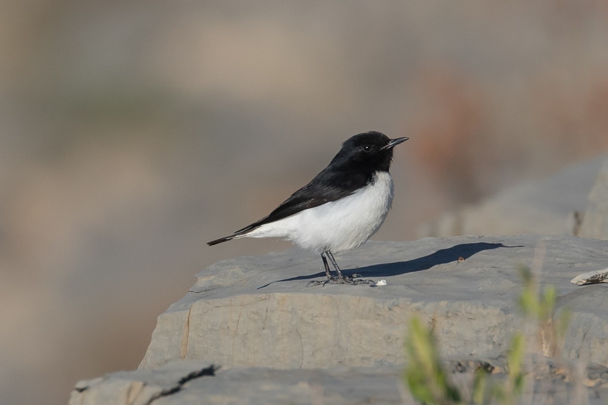 Hume's Wheatear - Peter Kennerley