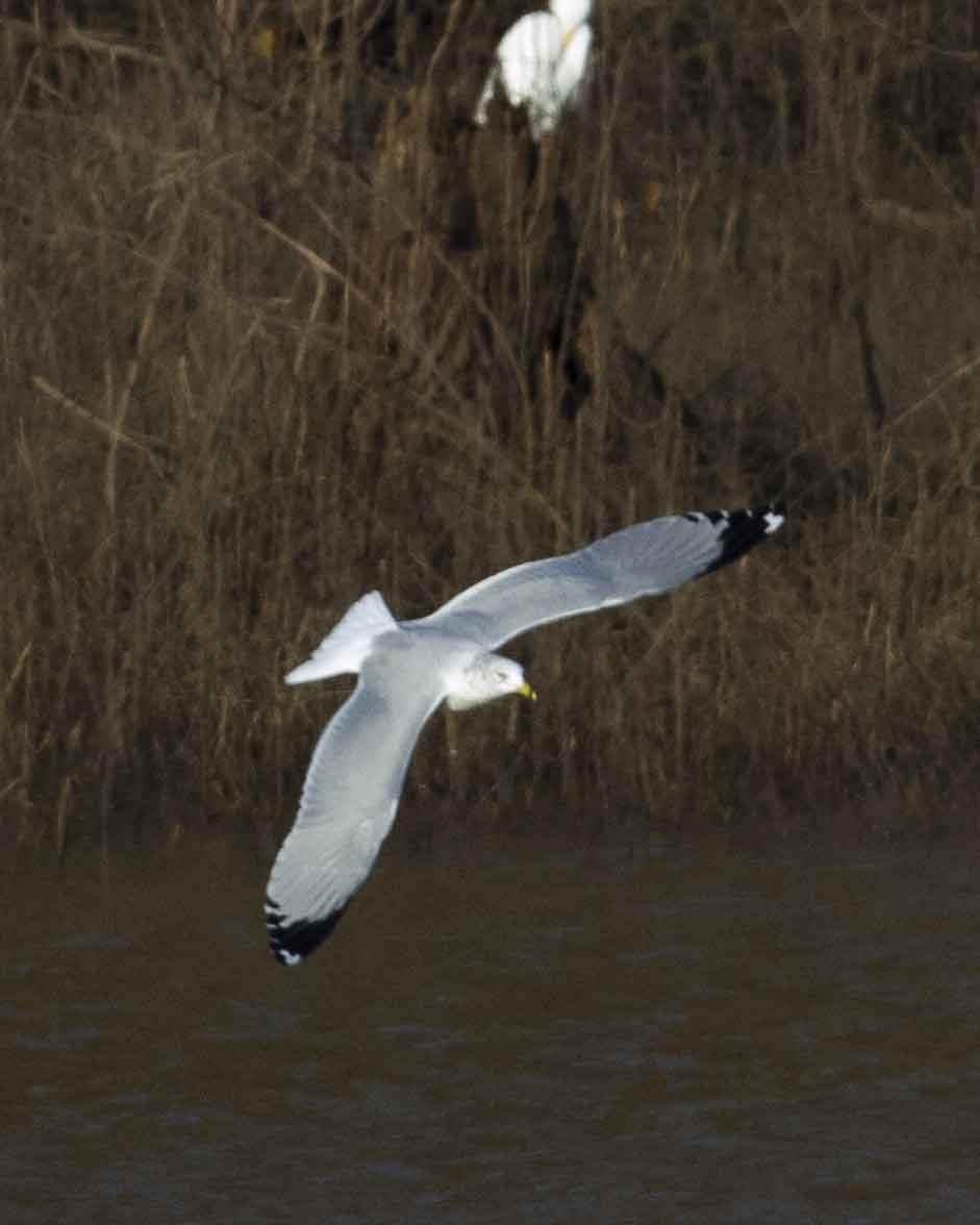 Ring-billed Gull - ML125407361