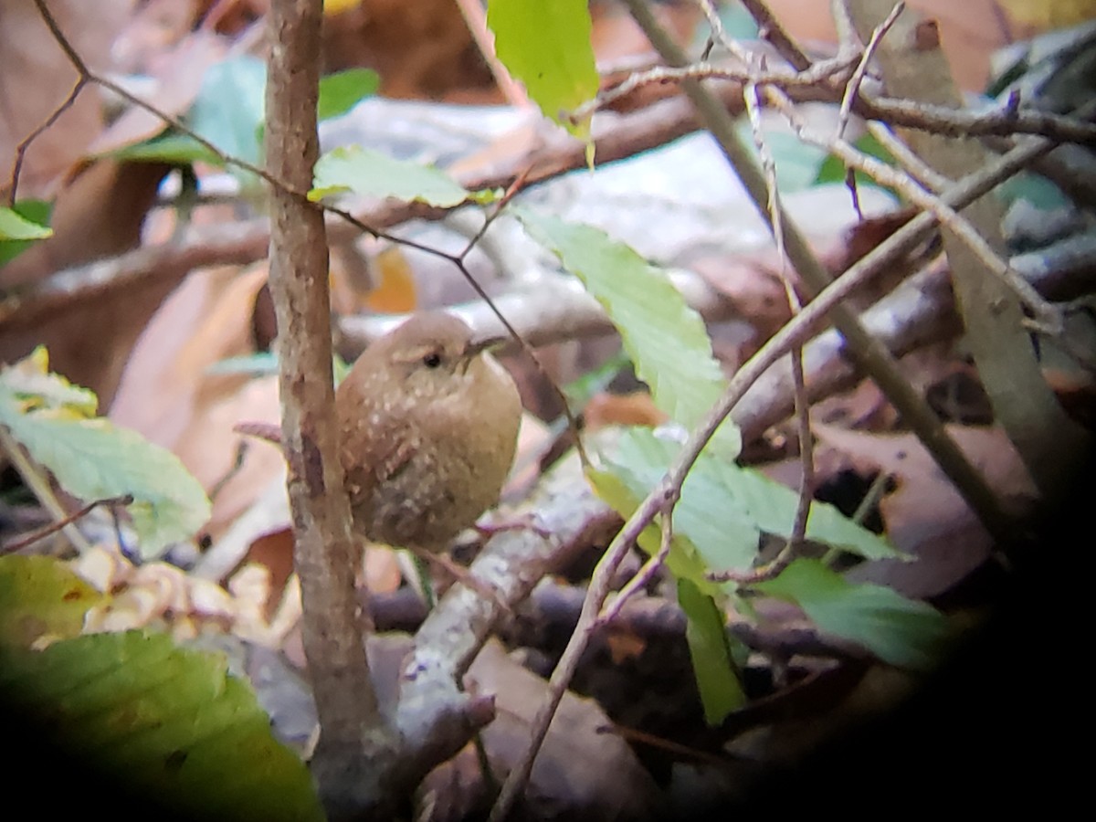 Winter Wren - ML125407441