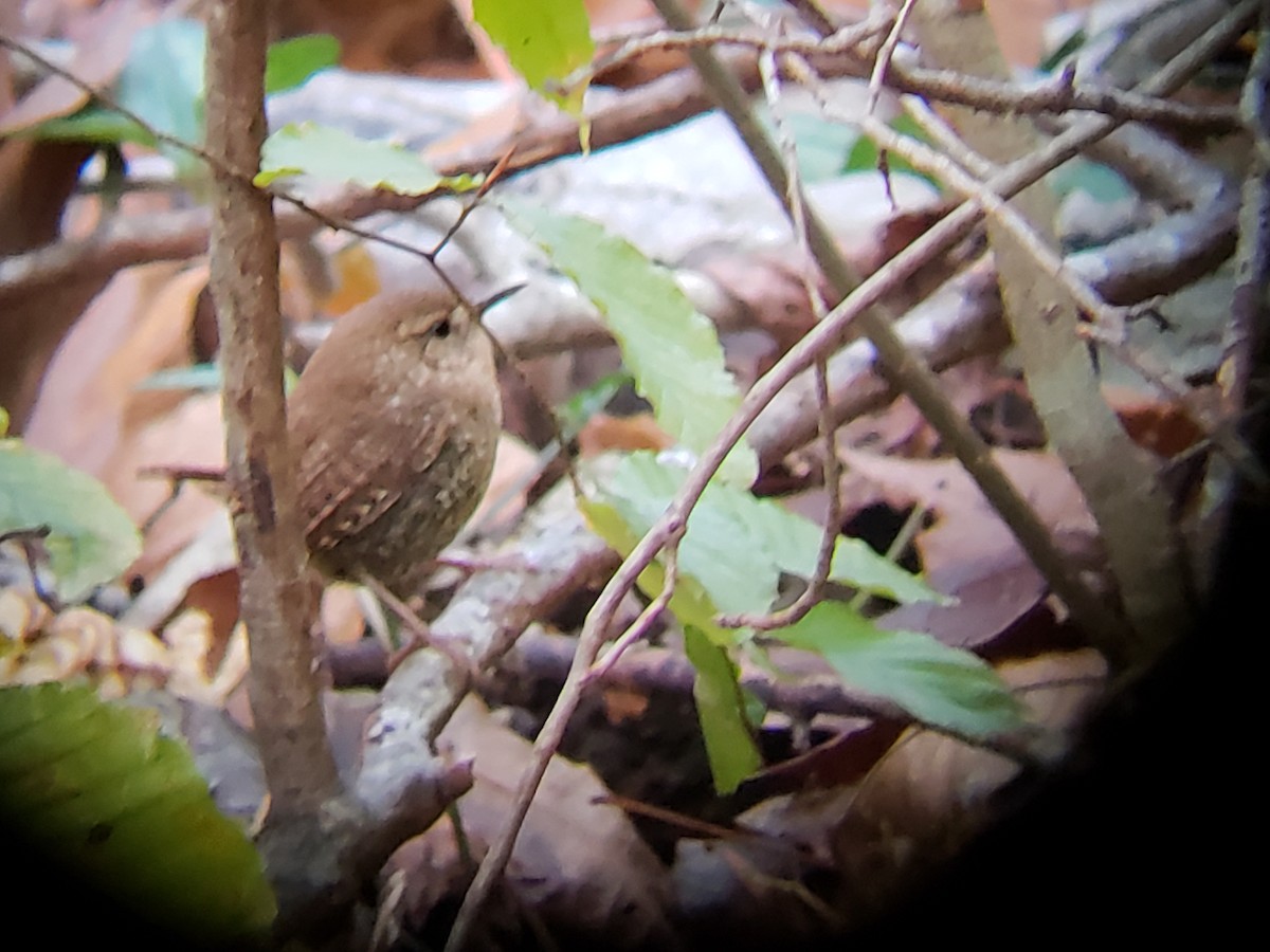 Winter Wren - ML125407451