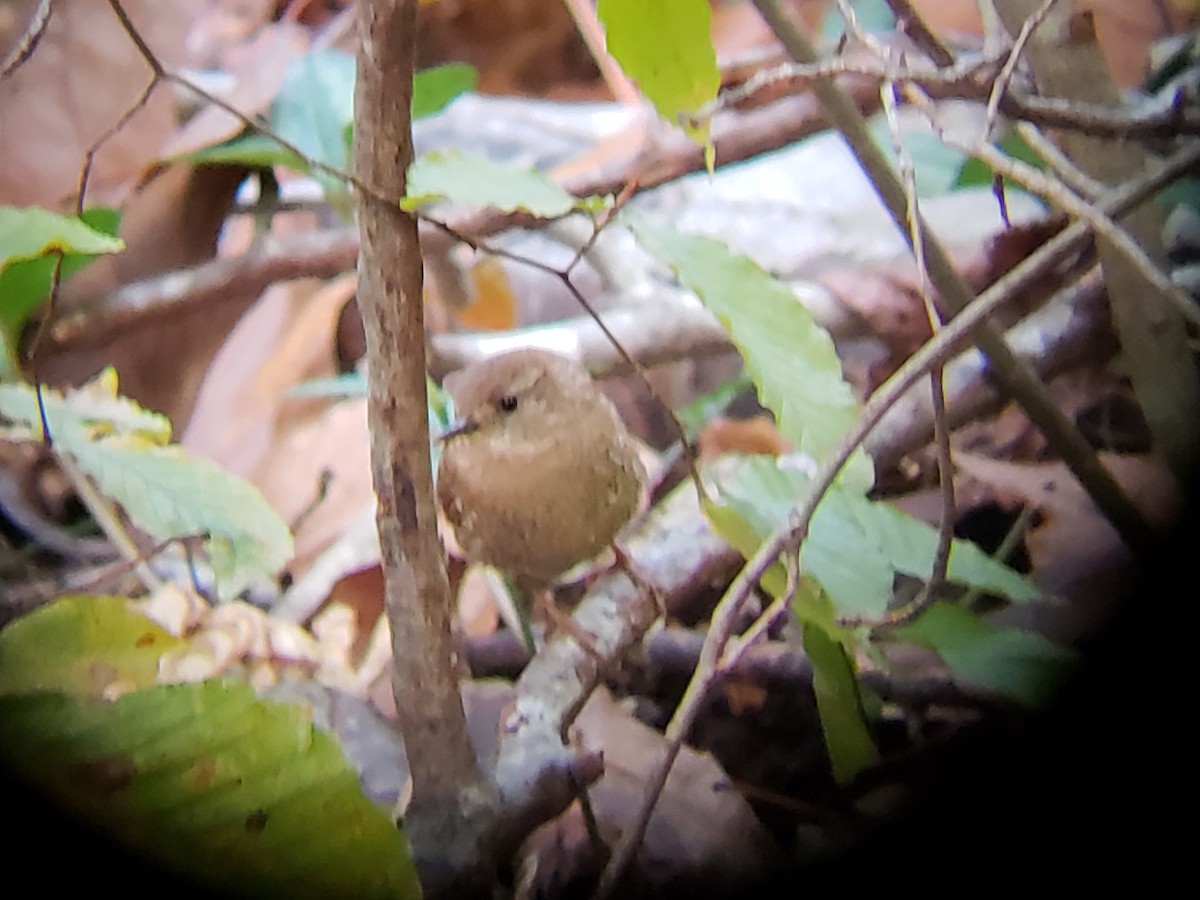 Winter Wren - ML125407471