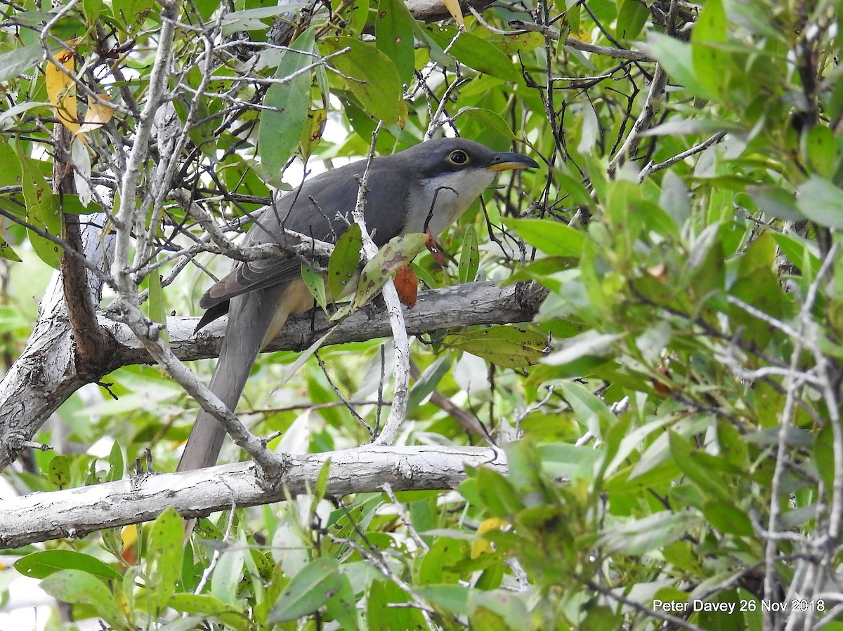 Mangrove Cuckoo - Peter Davey