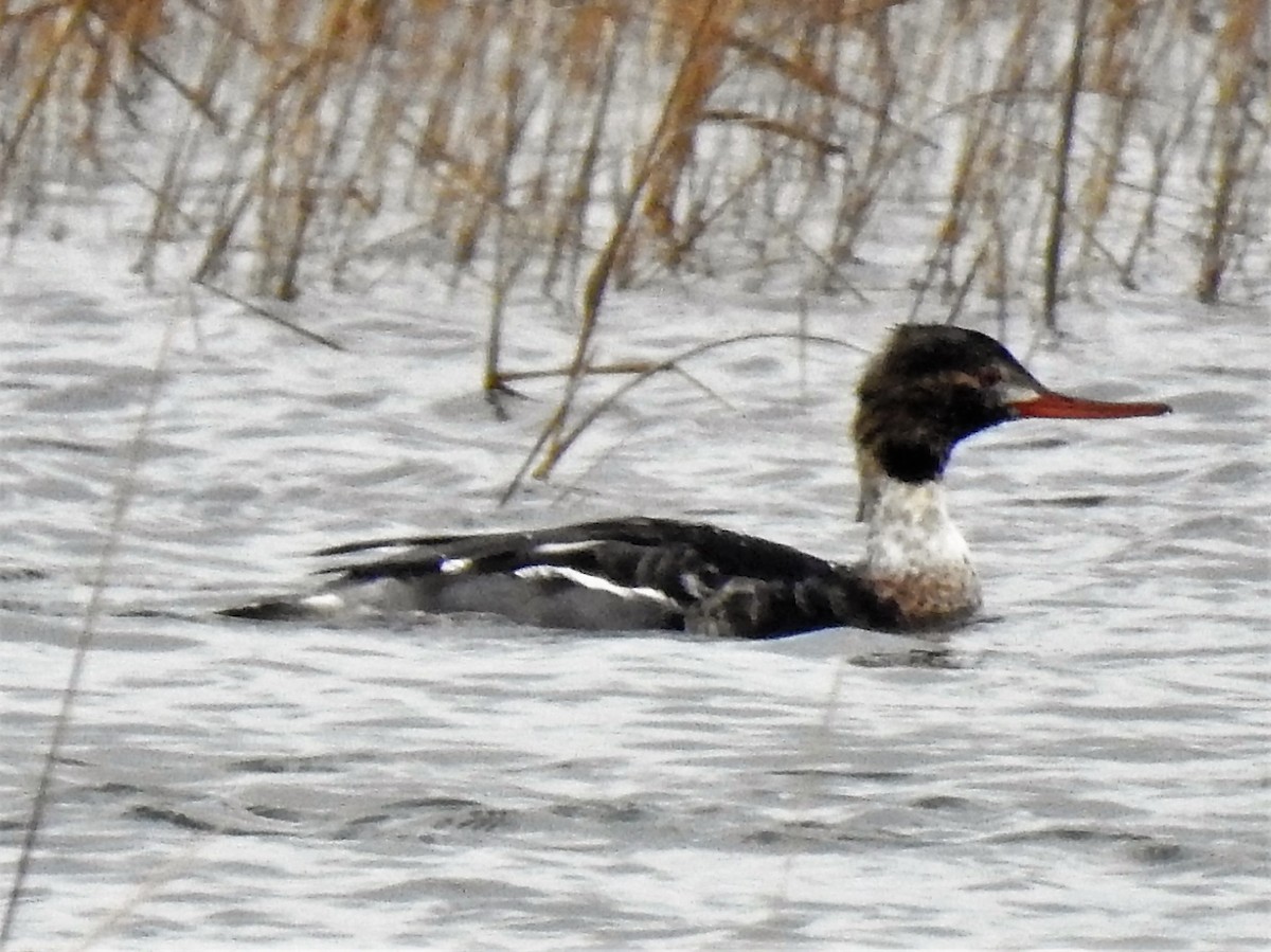 Red-breasted Merganser - Dennis S Main