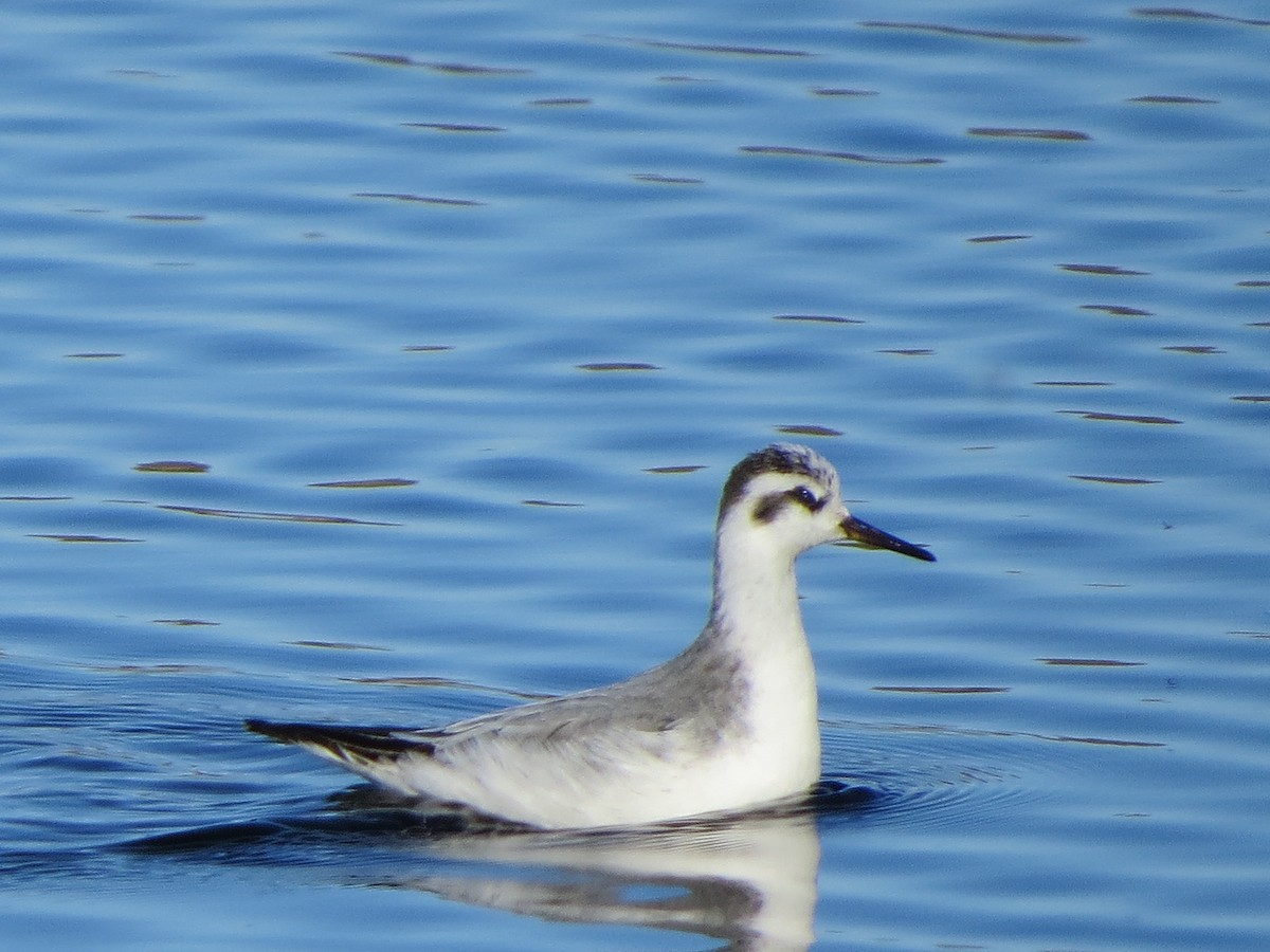 Red Phalarope - ML125409281