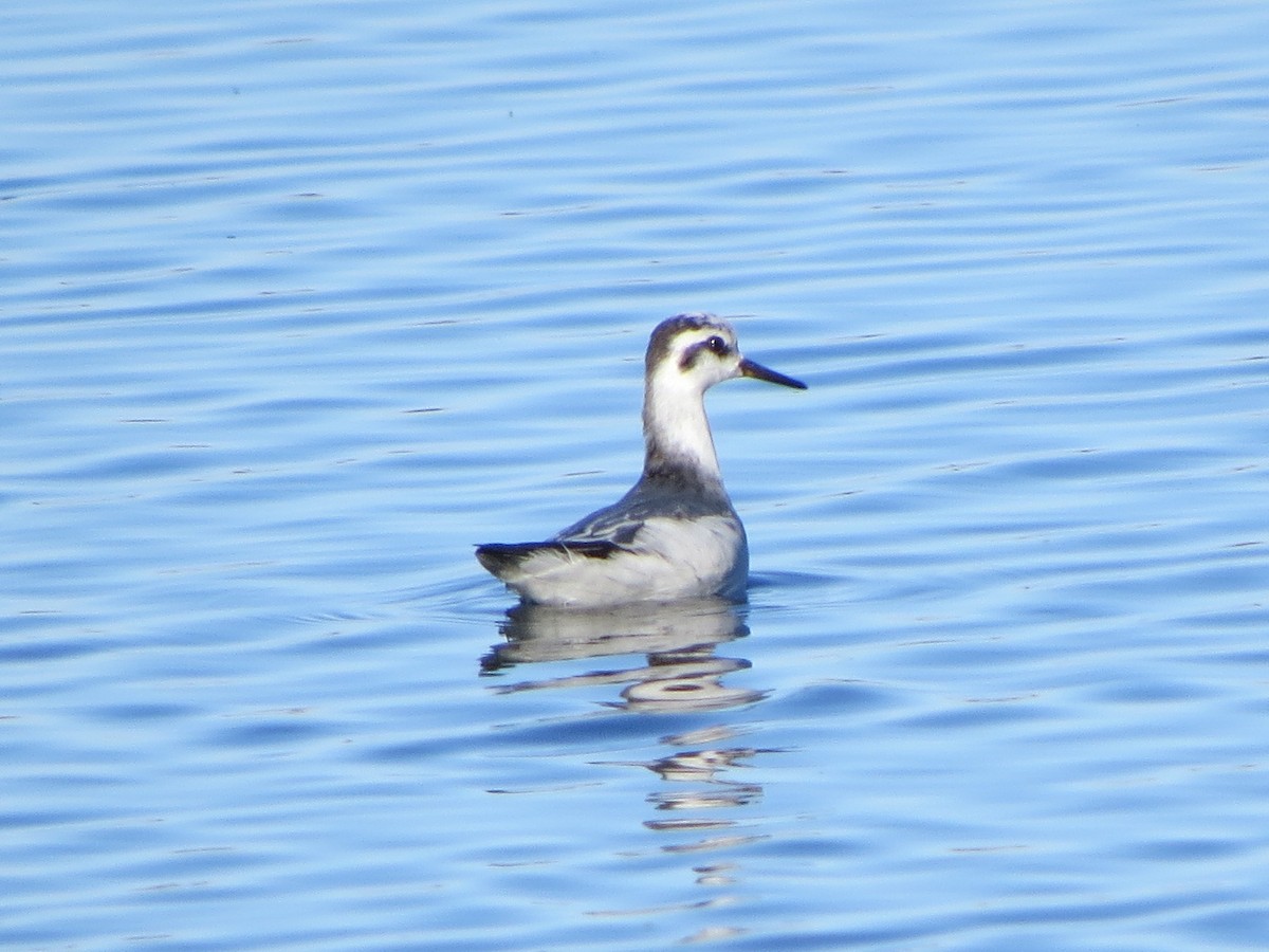 Red Phalarope - ML125409451