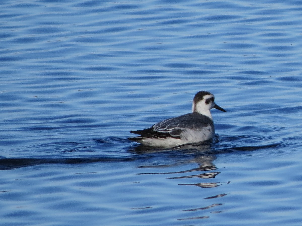 Red Phalarope - ML125409471