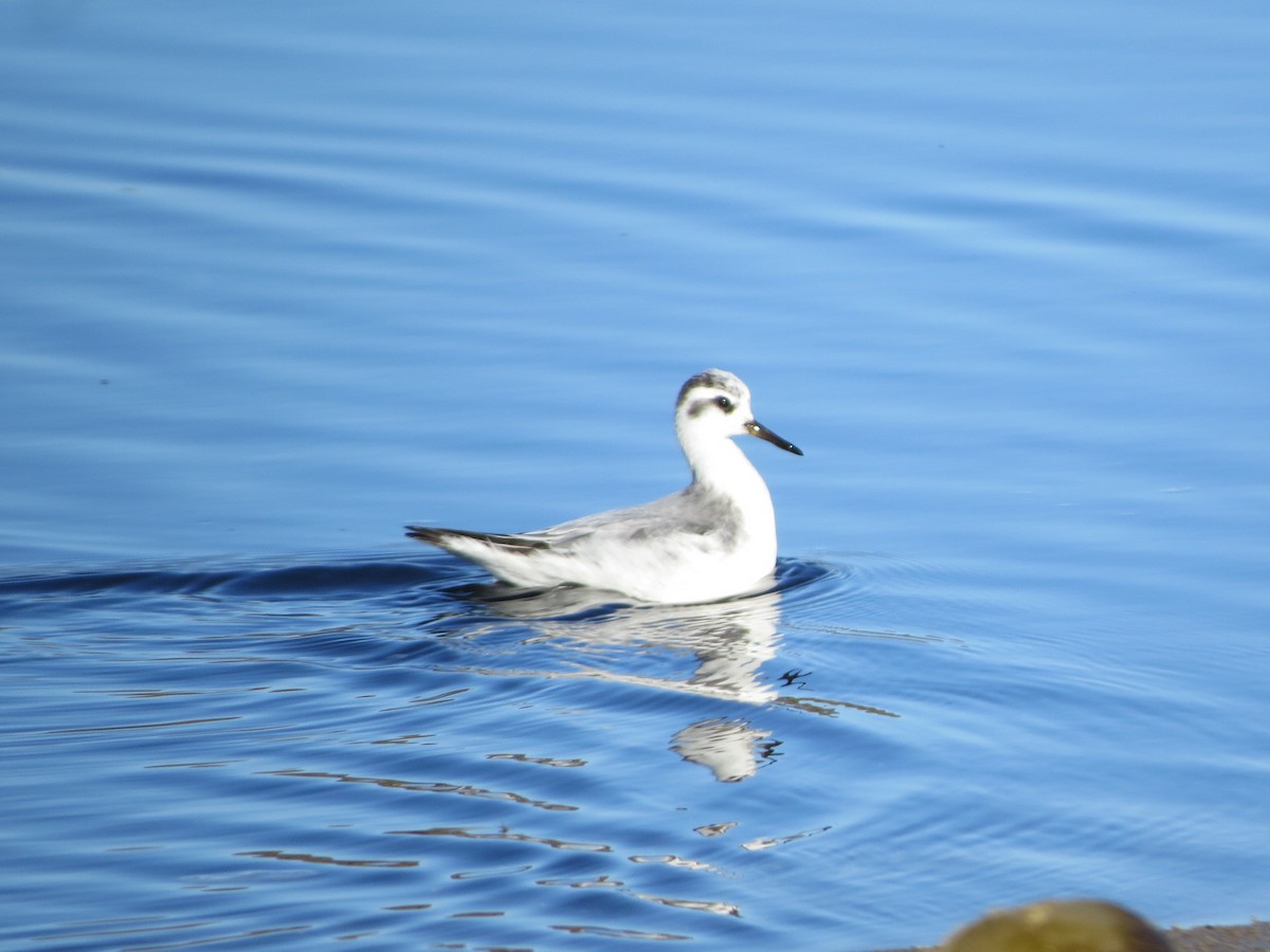 Red Phalarope - ML125409581