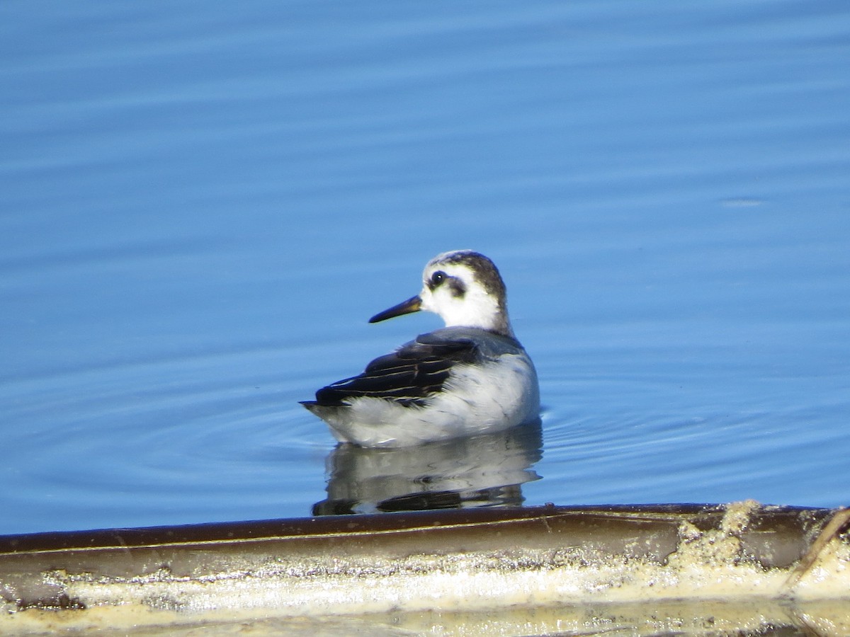 Red Phalarope - ML125409691